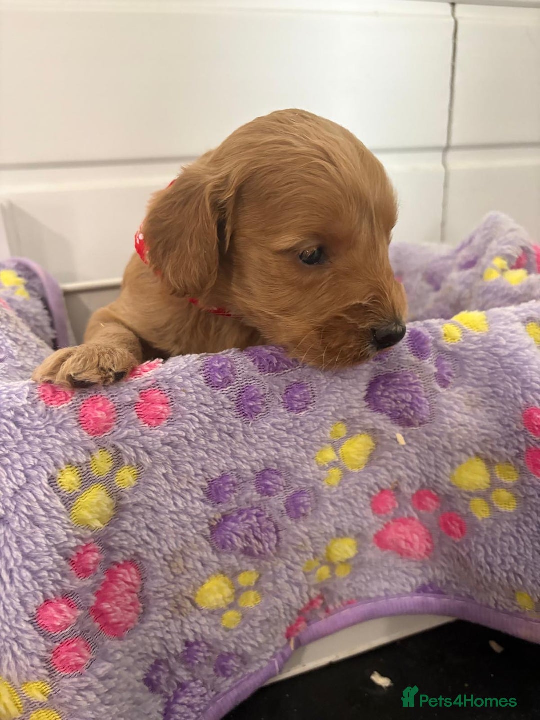 Cockapoo dogs for sale: 5 cockapoo puppy ready 13nov  - Image 7