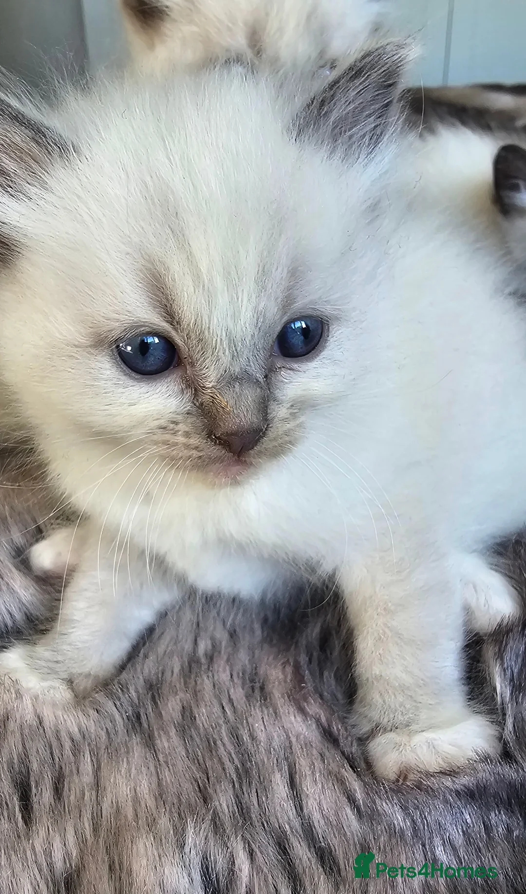 Ragdoll cats for sale: stunning  ragdoll kittens  - Advert 2