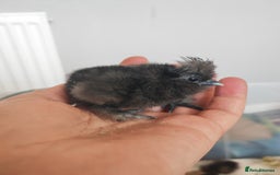 Chickens poultry for sale: USA silkie, jumbo coturnix, celadon quails - Image 10