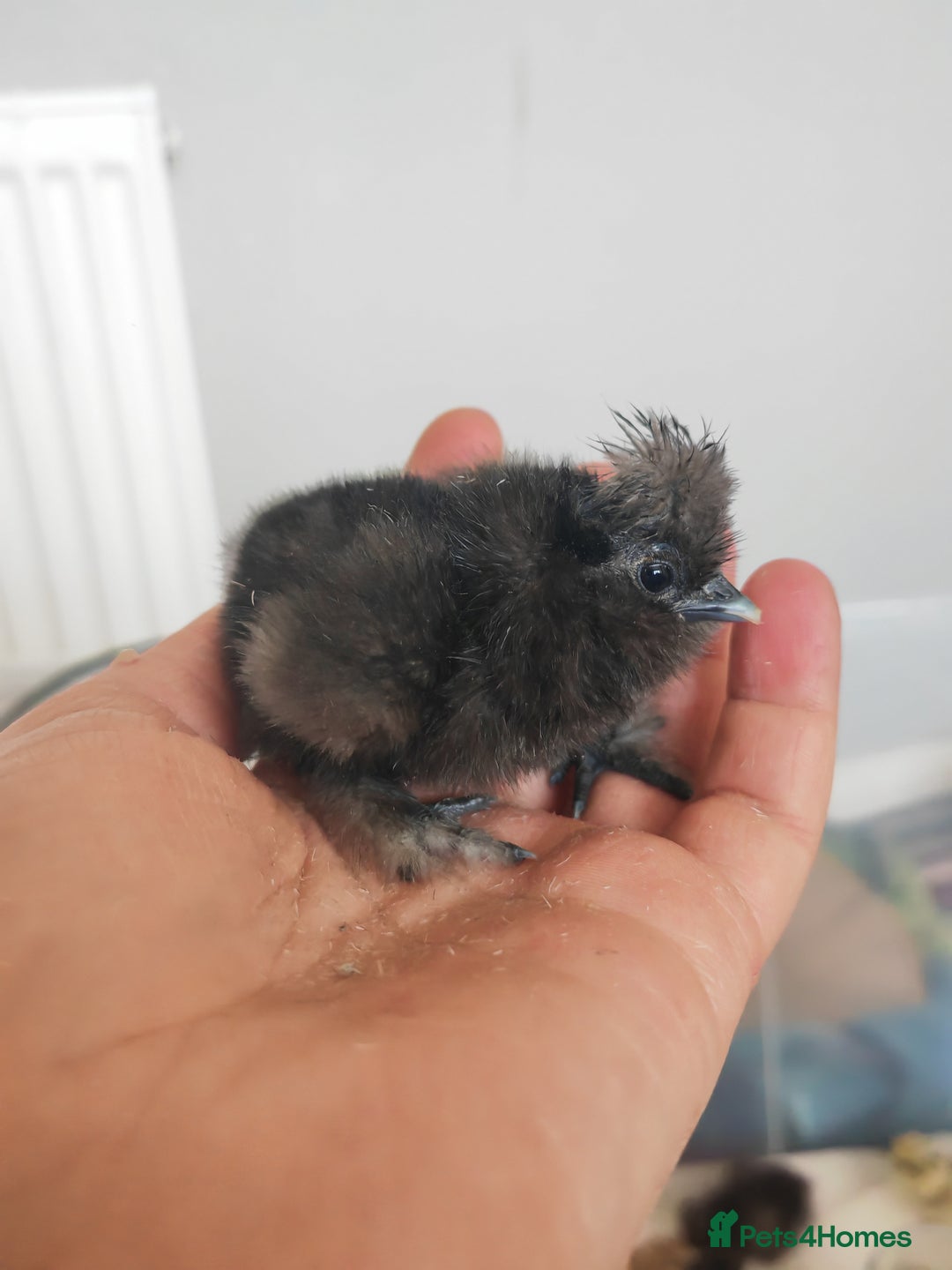 Chickens poultry for sale: USA silkie, jumbo coturnix, celadon quails - Image 10