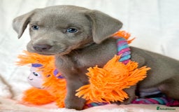 Labrador Retriever dogs for sale: KC Reg Fully Health Tested Labrador Pups - Image 4