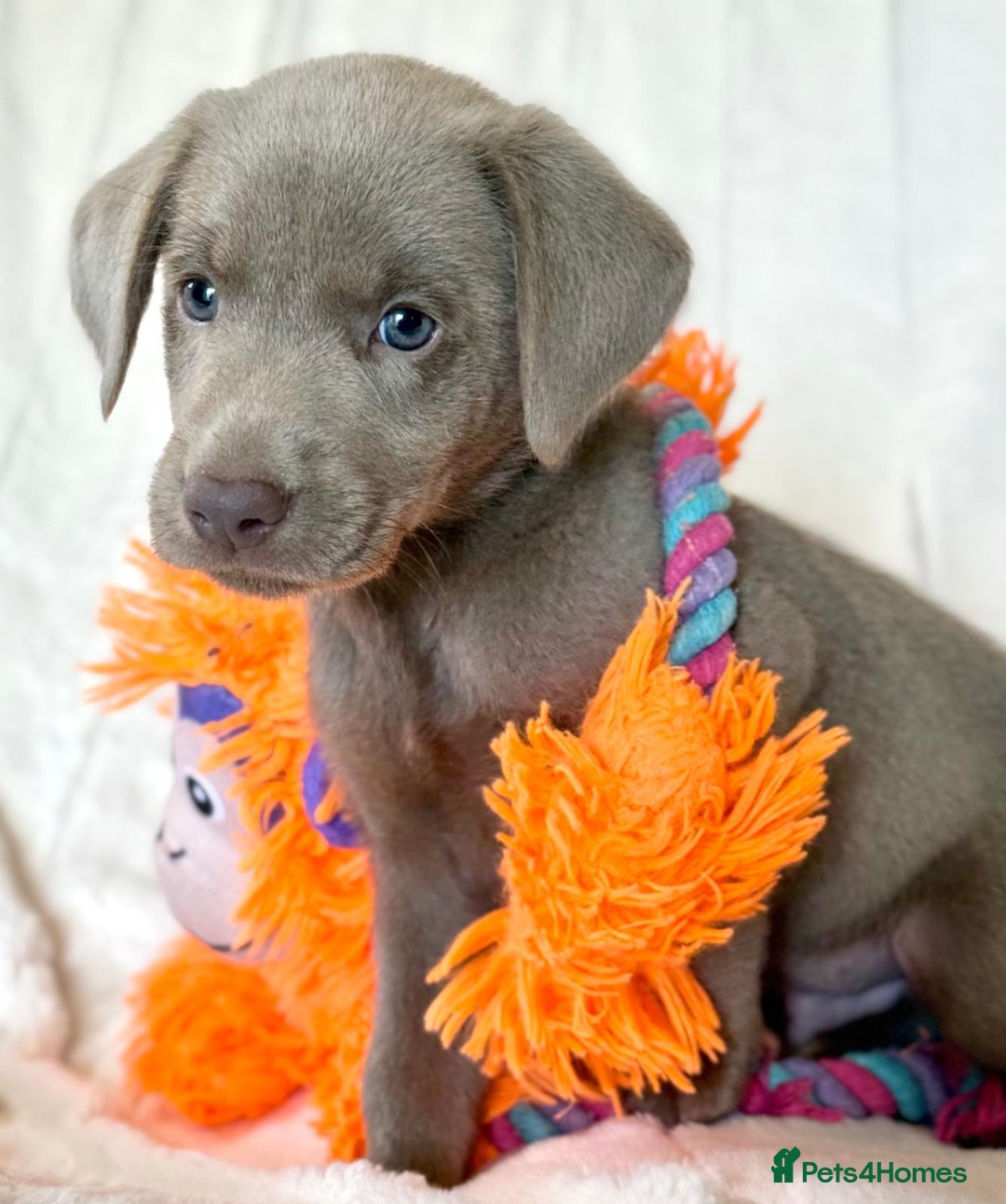 Labrador Retriever dogs for sale: KC Reg Fully Health Tested Labrador Pups - Image 4