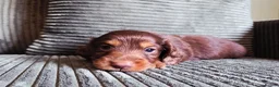 Miniature Dachshund dogs for sale: Stunning KC Registered Longhaired Mini Dachshunds - Advert 21