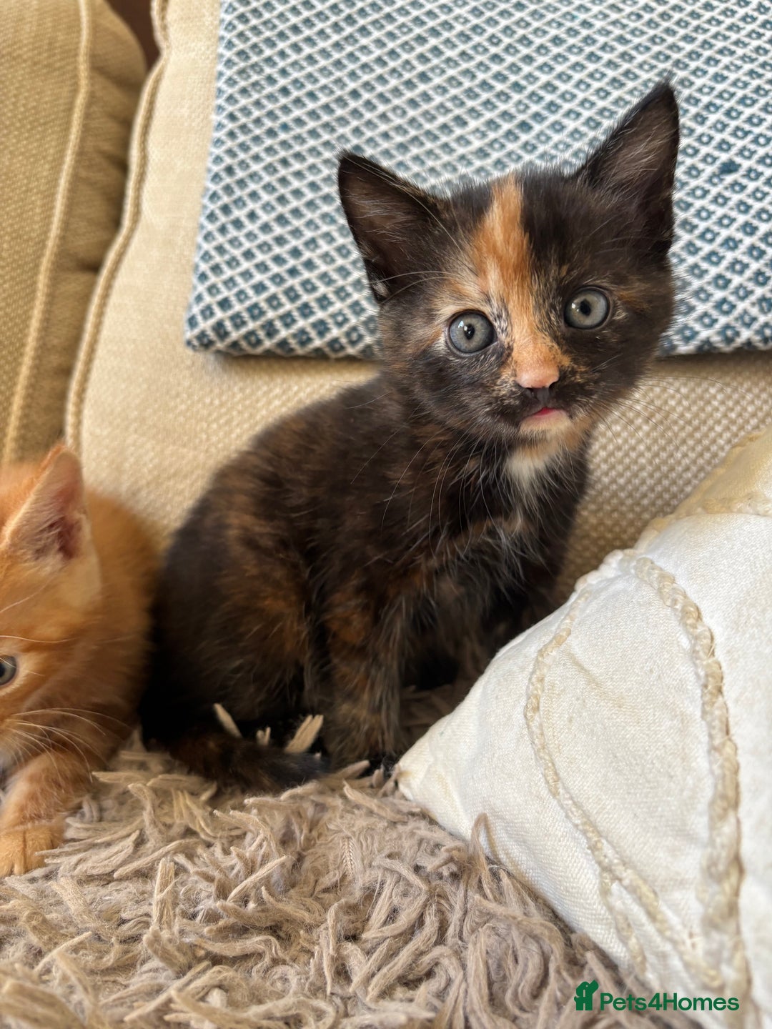 Mixed Breed cats for sale: 3 gorgeous kittens available  - Image 4
