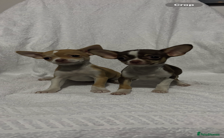 Chihuahua dogs Chihuahuas puppies  - Advert 8