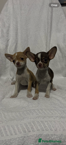 Chihuahua dogs Chihuahuas puppies - Advert 8