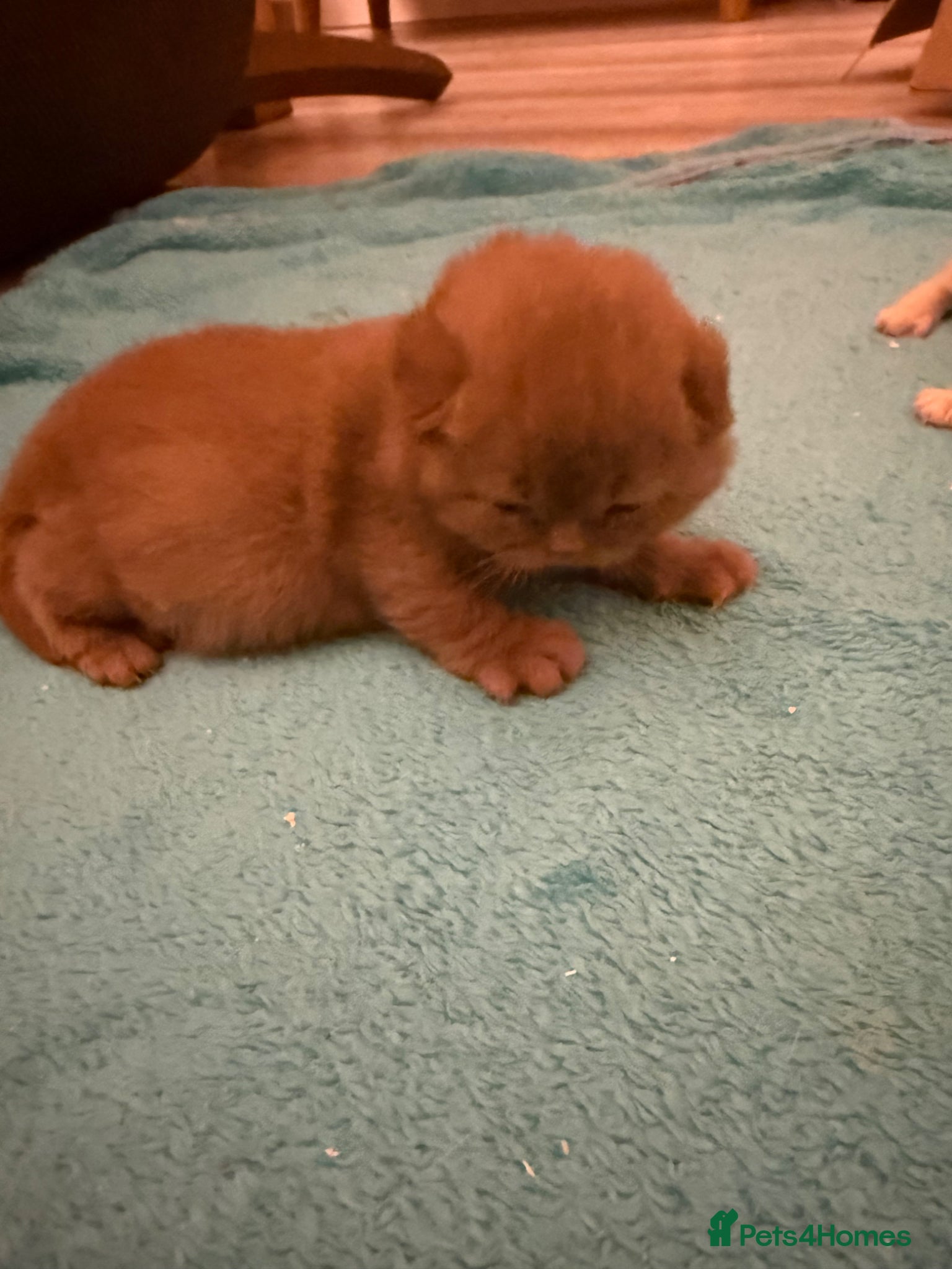 British Shorthair cats Active register unique colours BSH kittens - Advert 15