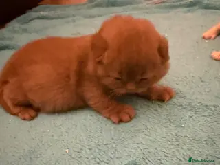 British Shorthair cats Active register unique colours BSH kittens - Advert 15