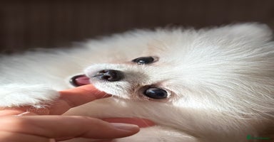 Pomeranian dogs - Advert 16
