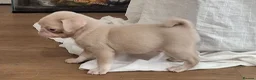 Pug dogs for sale: Stunning pug puppies available  in Nottingham - Advert 6