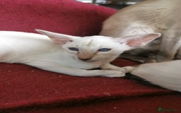 Siamese cats for sale: Pedigree Siamese Kittens for sales - Image 5