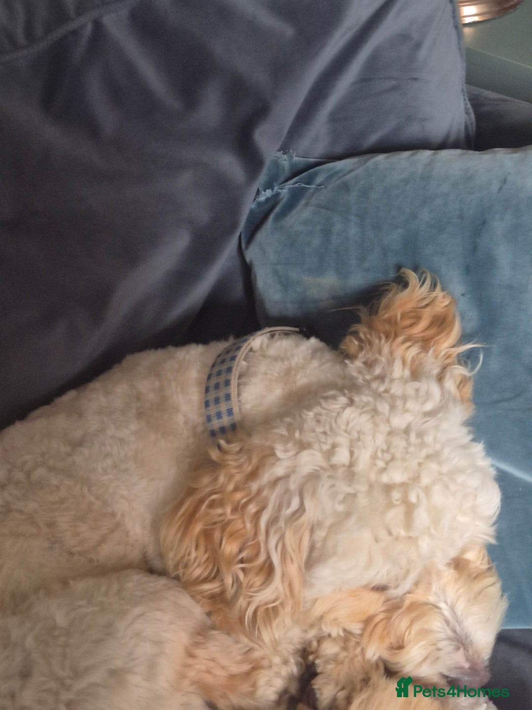 Cockapoo dogs for sale: Loving forever homes wanted. Perfect Cockapoo's.   - Image 12