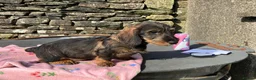 Dachshund dogs for sale: Kennel Club Reg Wirehaired Dachshund Teckel pups - Advert 5