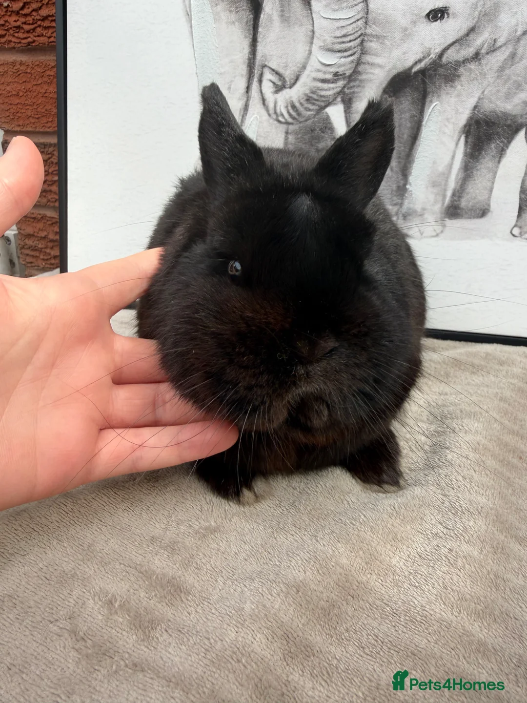 Netherland Dwarf rabbits for sale: Netherland dwarf male  - Advert 4