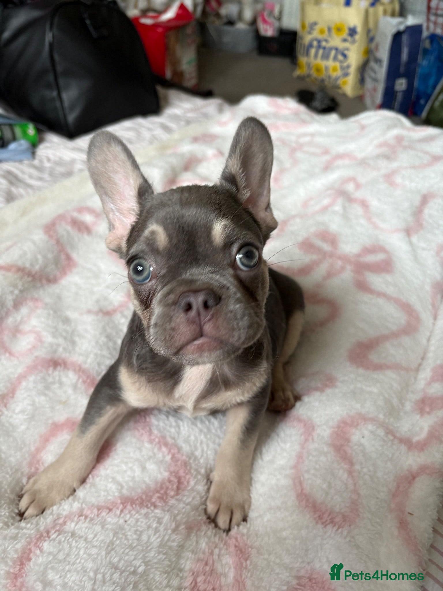 French Bulldog dogs KC Registered french bulldogs  - Advert 2