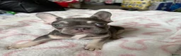French Bulldog dogs for sale: KC Registered french bulldogs  - Advert 1