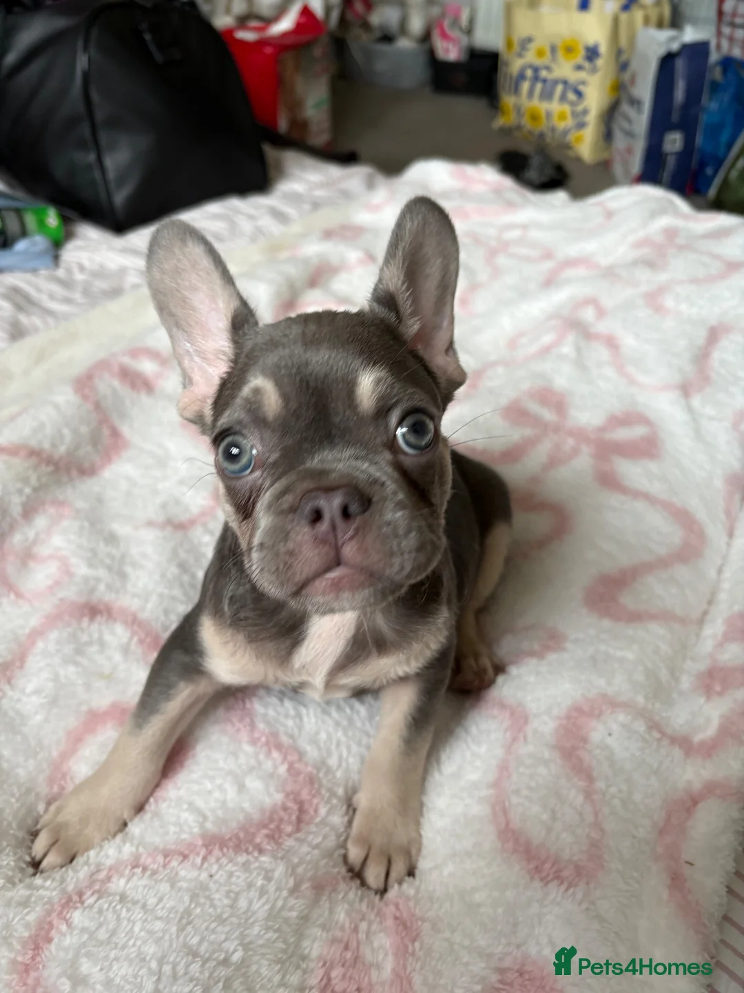 French Bulldog dogs for sale: KC Registered french bulldogs  - Advert 1