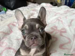 French Bulldog dogs KC Registered french bulldogs - Advert 2