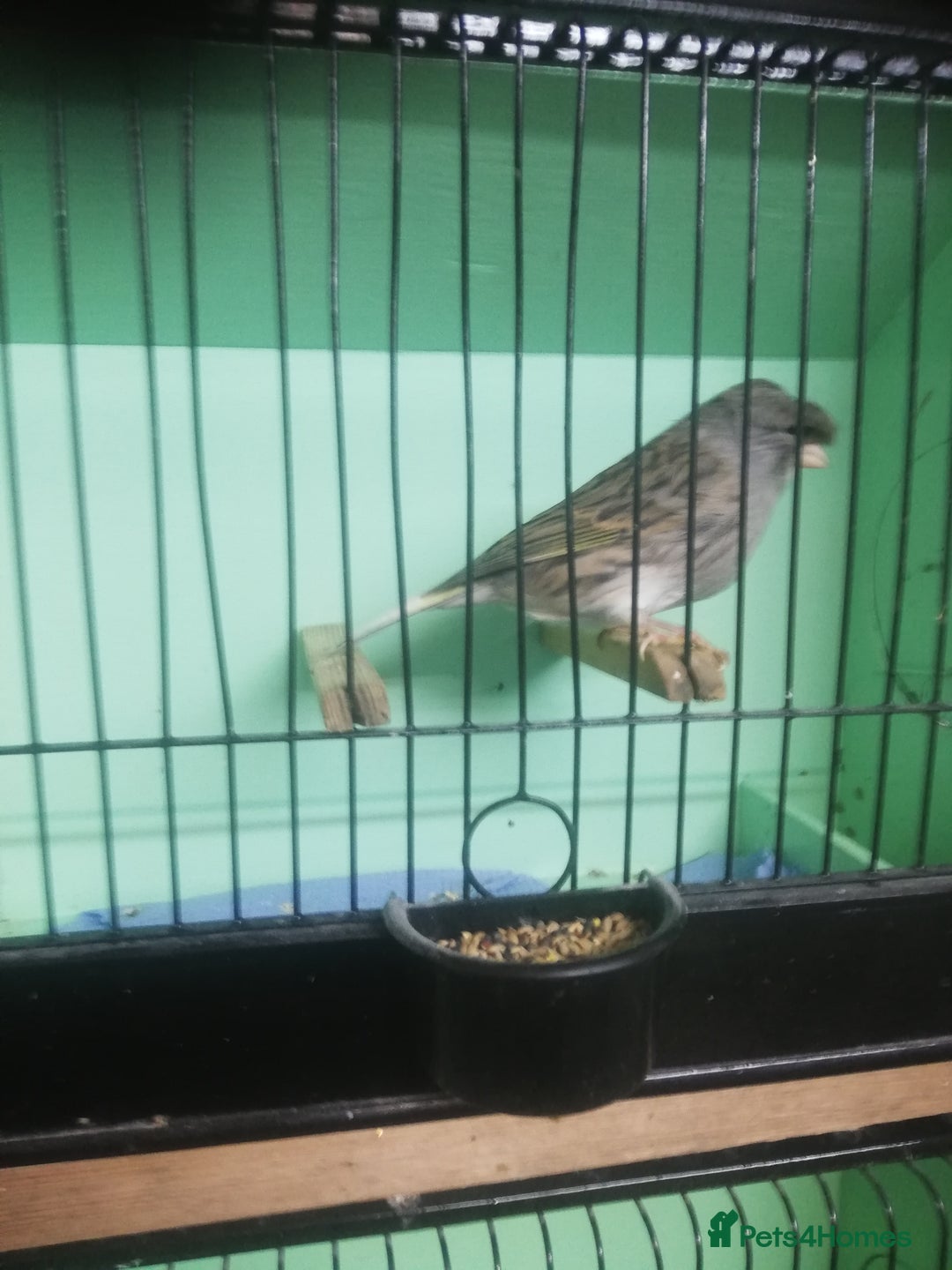 Canaries birds for sale: Canaries - Image 1