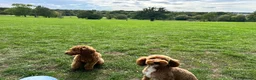 Cockapoo dogs for stud: Proven Cockapoo Stud – 23 Puppies Sired in Solihull - Advert 3