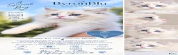 Ragdoll cats for sale: Stunning Pedigree Ragdoll Kittens  - Advert 5