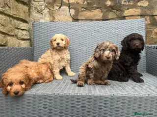 Cockapoo dogs F1 cockapoo puppies - Advert 18