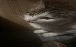 Mixed Breed cats for sale: Kittens for sale  - Image 13