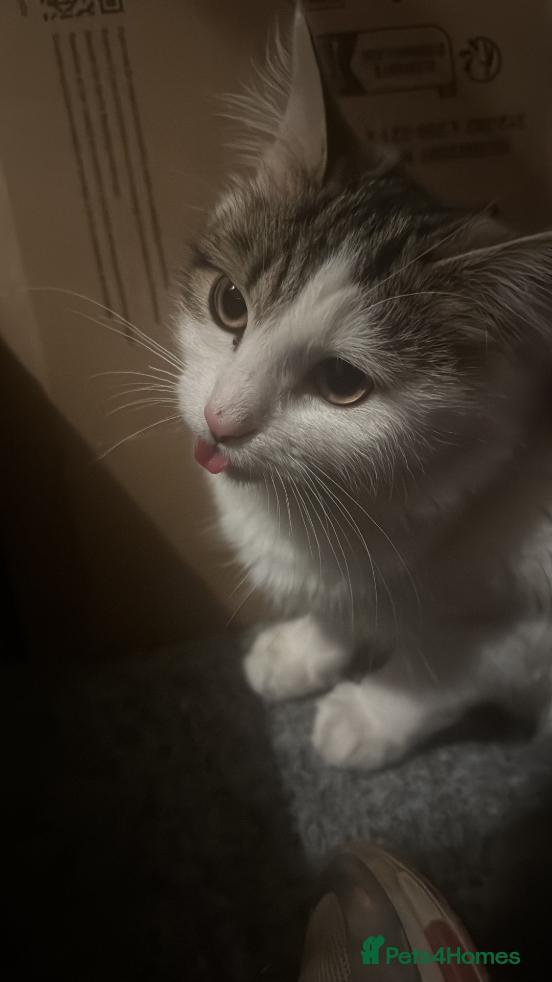 Mixed Breed cats for sale: Kittens for sale  - Image 13