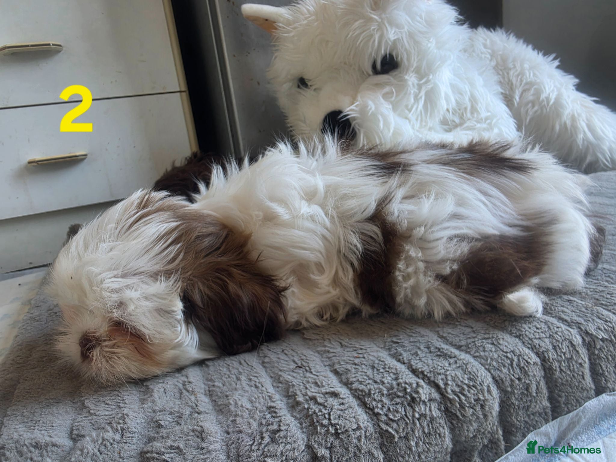 Shih Tzu dogs 1 IMPERIAL SHIH TZU BOY REMAINING  - Advert 1