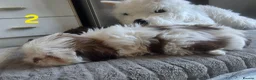 Shih Tzu dogs for sale: Imperial shih tzu puppies  in Walsall - Advert 15