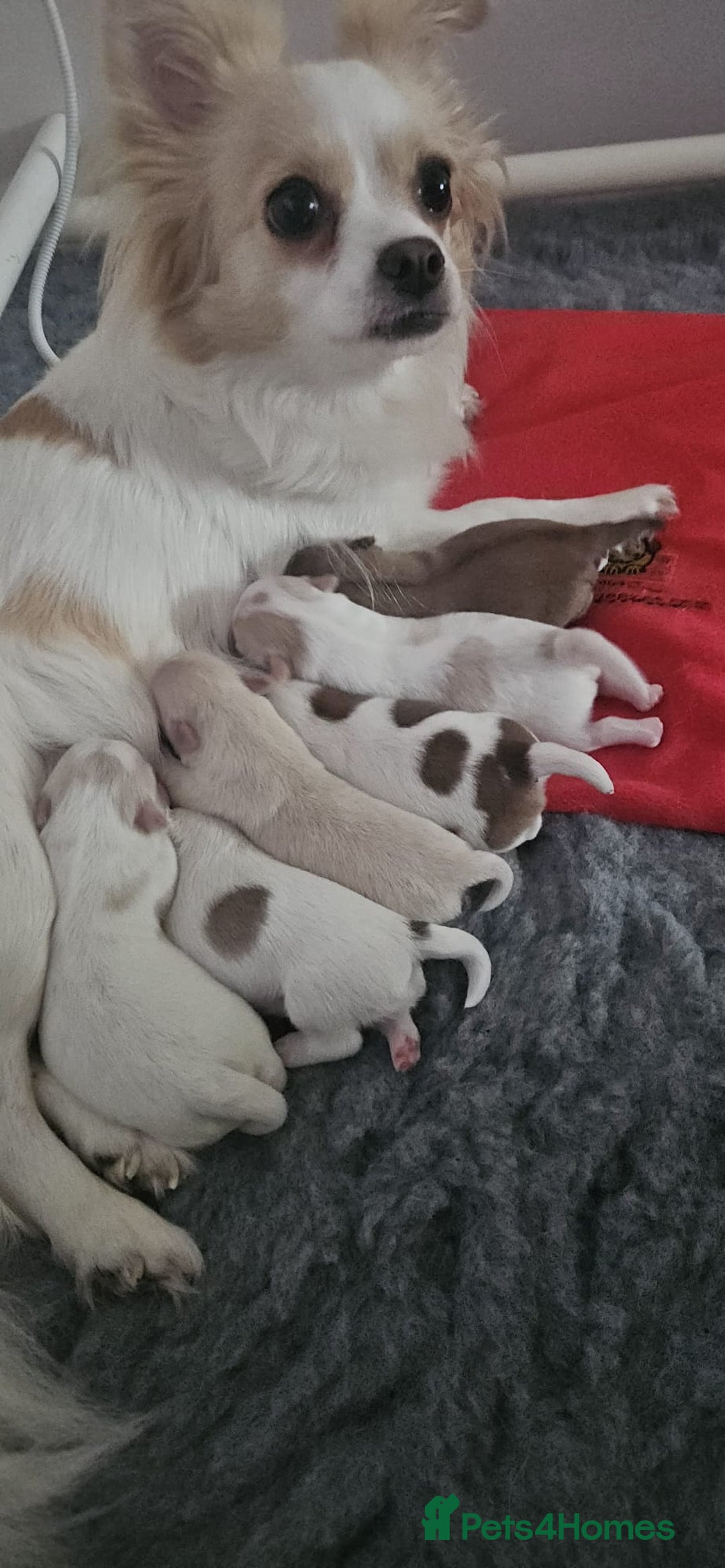 Pomchi dogs for sale: 🐻 Fluffy Rainbow Pomchis 🌈 - Advert 2