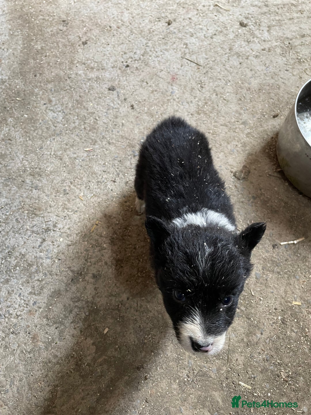 Welsh Collie dogs for sale: Welsh collie pups for sale  - Image 3