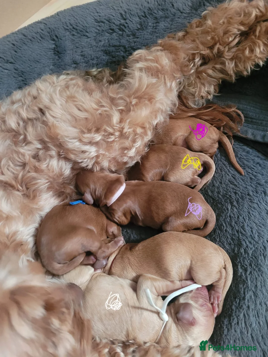 Cockapoo dogs for stud: F1 Red Cockapoo PROVEN Stud-Extensively DNA Tested in Stafford - Advert 31