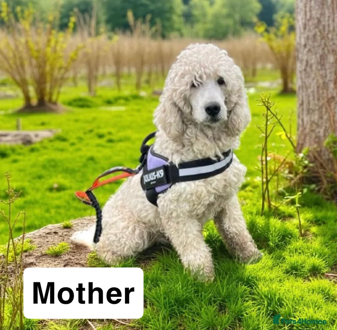 Bernedoodle dogs for sale: Bernedoodle puppies  - Advert 21