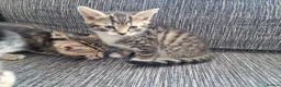 Mixed Breed cats for sale: Kittens ready to go in Birmingham - Advert 10