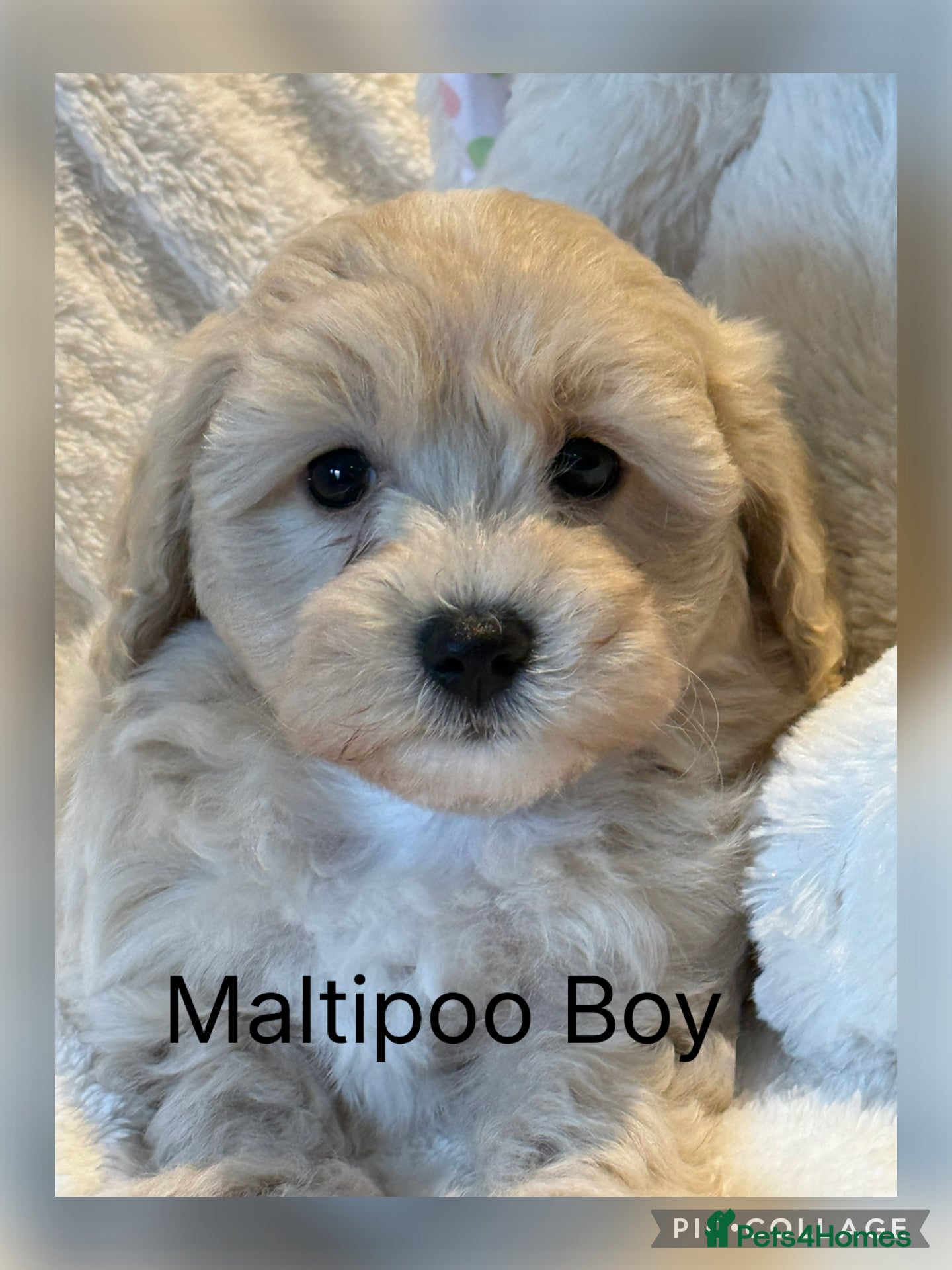 Maltipoo dogs Teddy Bear F1 Maltipoo Boy ready now  - Advert 1