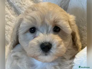 Maltipoo dogs Teddy Bear F1 Maltipoo Boy ready now - Advert 1