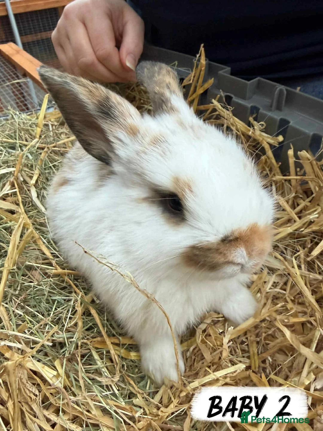 Mixed Breed rabbits for sale: Rabbits looking for forever homes! - Advert 7