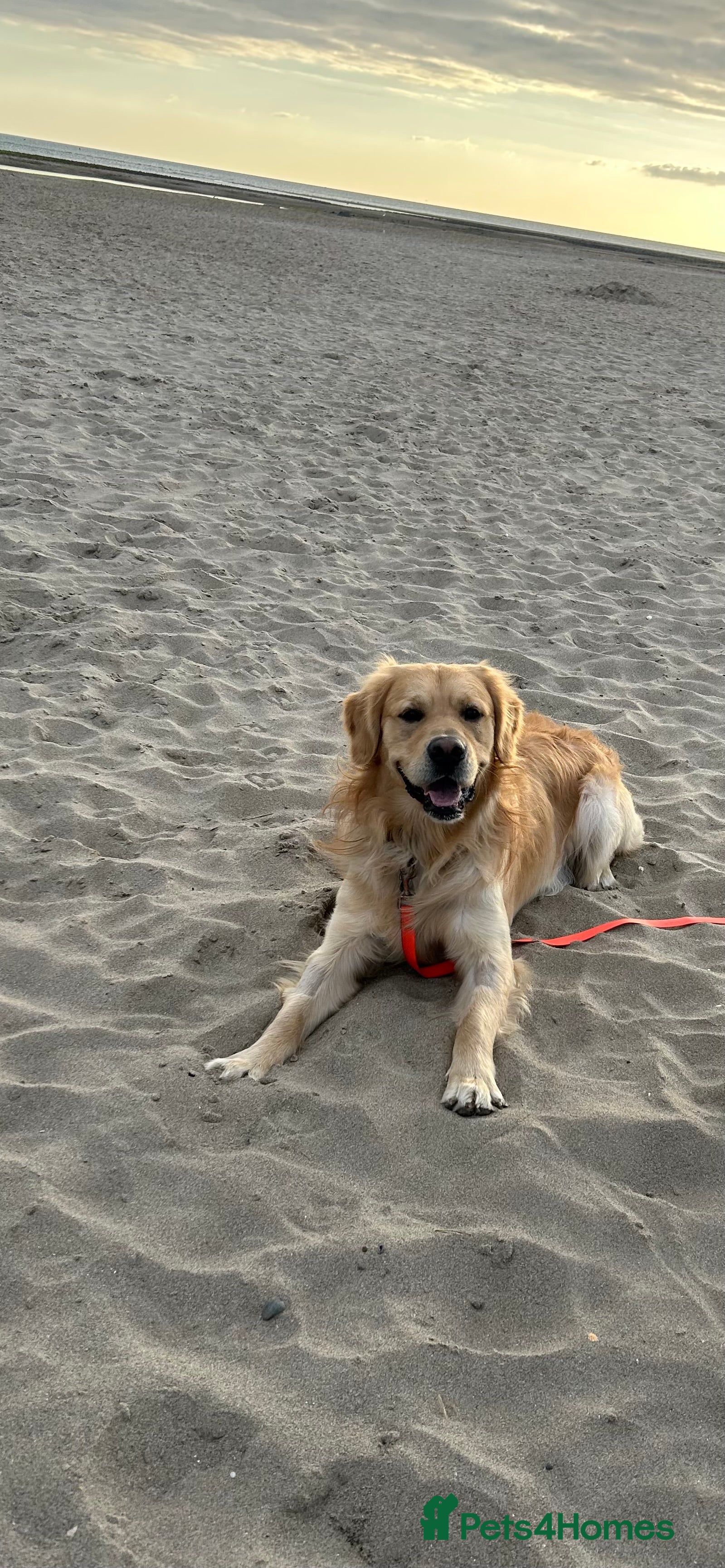 Golden Retriever dogs Golden Retriever for stud in Oswestry - Advert 2