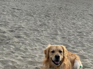 Golden Retriever dogs Golden Retriever for stud in Oswestry - Advert 2