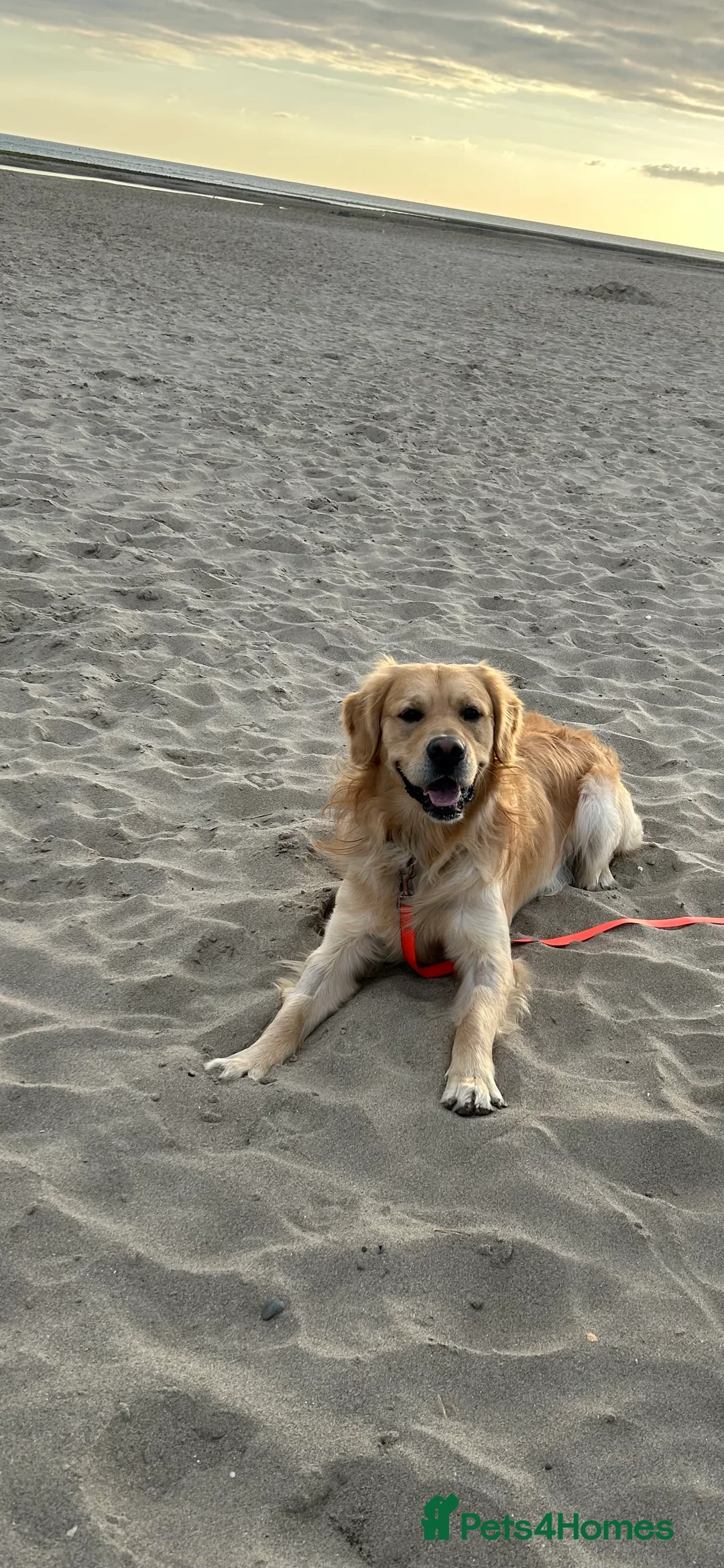 Golden Retriever dogs for stud: Golden Retriever for stud in Oswestry - Advert 1