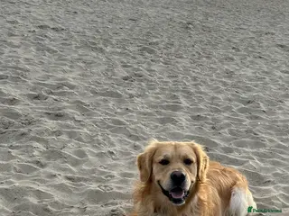 Golden Retriever dogs Golden Retriever for stud in Oswestry - Advert 1