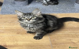 Maine Coon cats for sale: Beautiful Maine Coon kittens for sale - Image 13