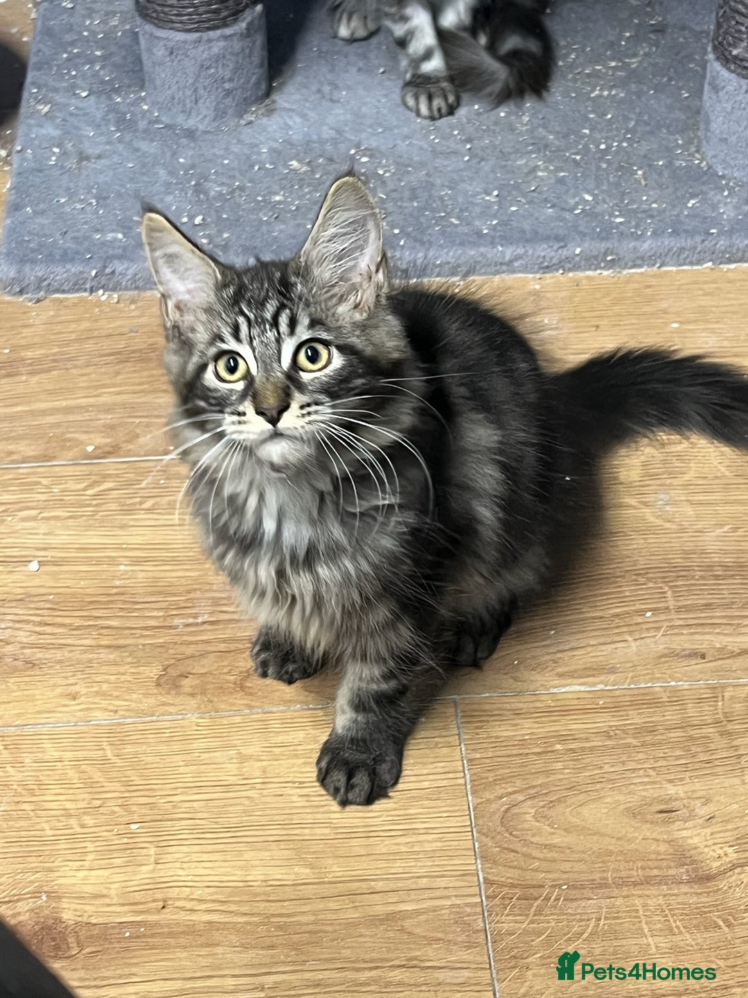 Maine Coon cats for sale: Beautiful Maine Coon kittens for sale - Image 13