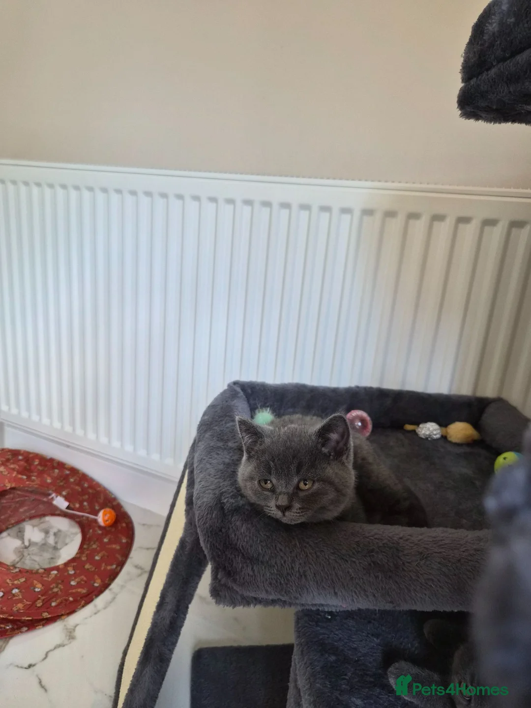 British Shorthair cats for sale: Bsh pedigree kittens  - Advert 2