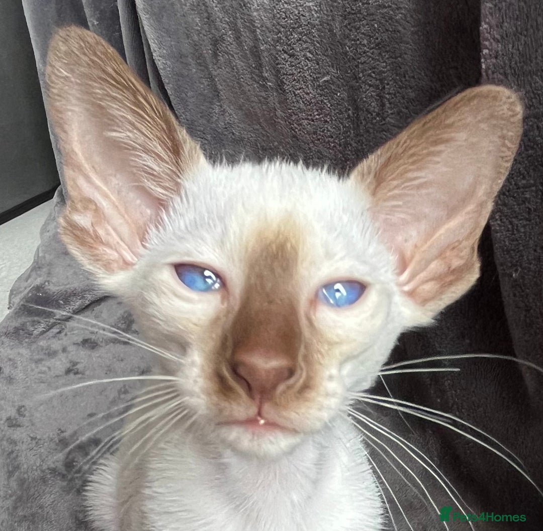 Siamese cats for sale: Siamese Oriental kittens superb pedigree GCCF  - Image 27