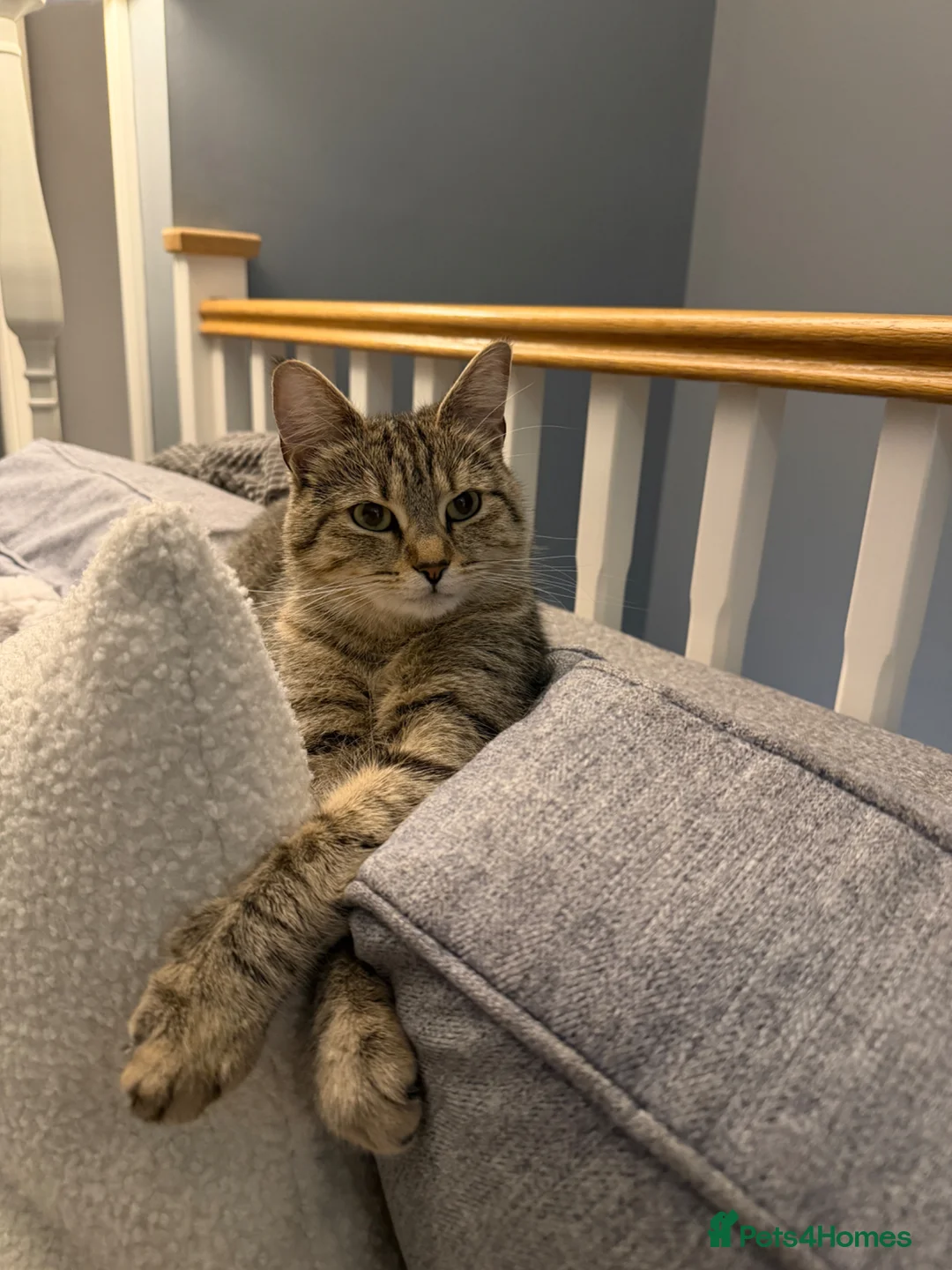 Mixed Breed cats for sale: 7 bengal x kittens  - Advert 1
