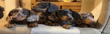 Miniature Dachshund Puppy 4