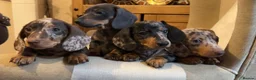 Miniature Dachshund dogs for sale: Mini dapple Dashaund puppy - Advert 8