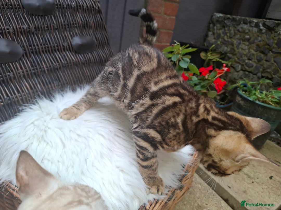 Bengal cats for sale: Show quality pure bengal kittens. - Image 27